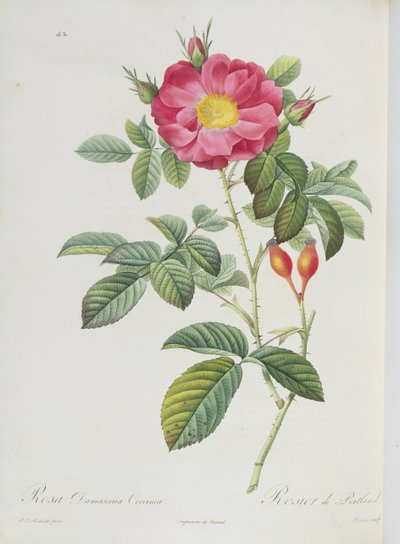 Rosa Damascena, z „Les Roses” autorstwa Pierre Joseph Redouté